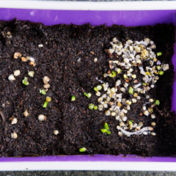 sprouting seeds tray