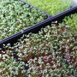 microgreens growing tray