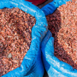 cabbage seeds for sale